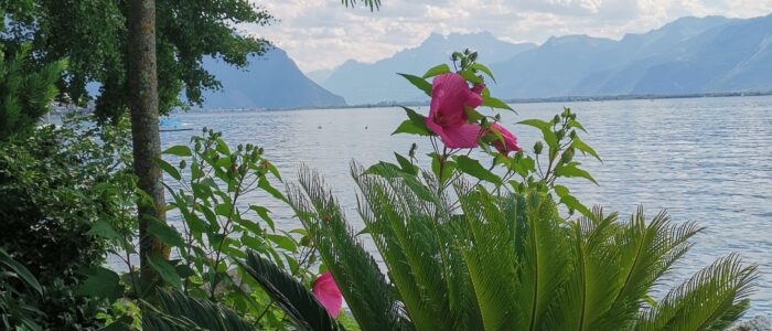 mountreux 2019 thomasboehm.ch