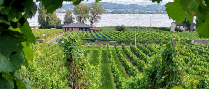 In vino enim veritas thomasboehm.ch