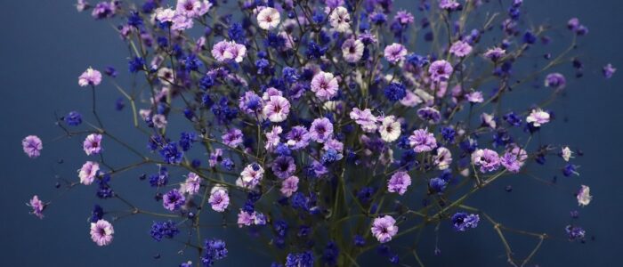 gypsophila thomasboehm.ch